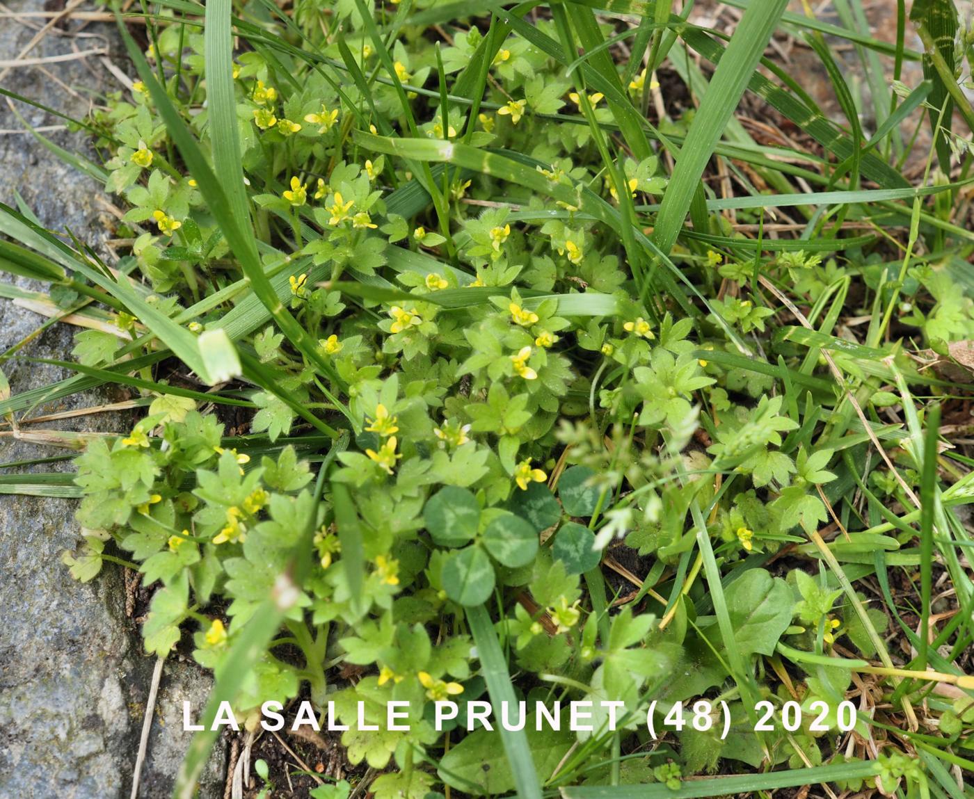 Buttercup, Small-flowered plant